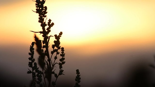 Abendsonne