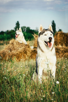 Portrait of a dog on the background of haystacks in rural areas. Siberian Husky with blue eyes.