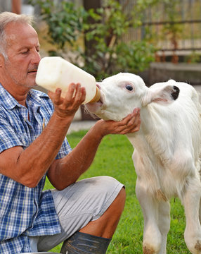 Veterinario Dando De Beber Leche A Una Ternera En Un Biberon.