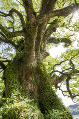 蒲生の大クスの太い幹