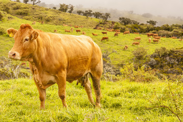 vachette au pâturage