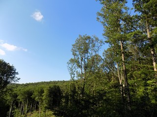 Deciduous forest and sky