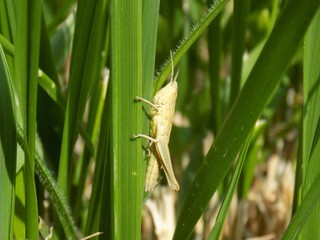 Grasshopper on grass blade
