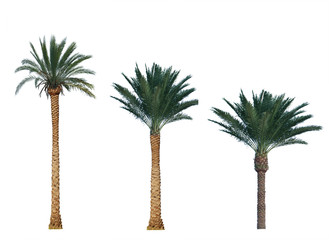 palmboom geïsoleerd