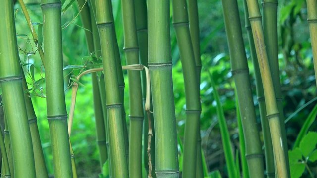 Green bamboo trees as background, bamboo forest detail, 4k uhd footage, 3840x2160, 2160p.