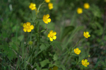Yellow spring flowers in the grass