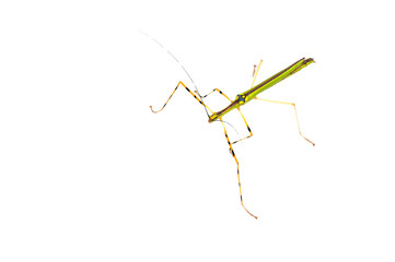 Malaysian Green Jewel Stick Insect (Necrosia annulipes)