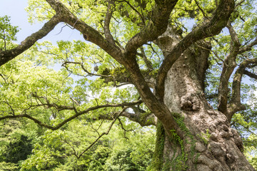 Obraz premium 枝を大きく伸ばした蒲生の大クス