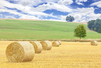 Fototapeta premium Hay bales on harvested field, summer background.