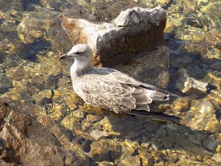 Gray seagull at sea