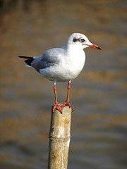 Seagull Flying,Seagull, Gull, Flight, Fly,Seagull Landing, Bird
