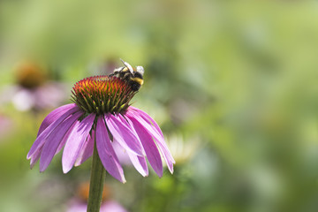 Purple Coneflower, Echinacea purpurea, with a bumble bee