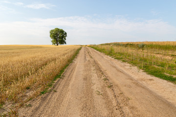 Fototapeta na wymiar Landscape of a road to a lone standing tree with a field of grain covered by blue flowers