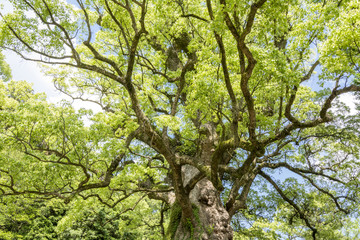 枝を大きく伸ばした蒲生の大クス