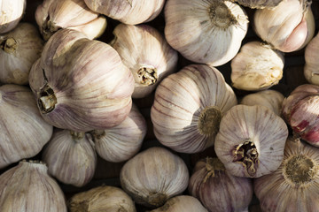 Several garlic buds