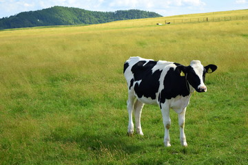 Fototapeta na wymiar cow grazing