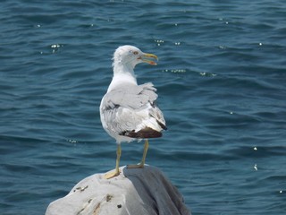 Seagull
