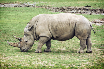 White rhinoceros side view © vrabelpeter1