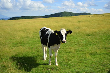 Fototapeta na wymiar cow grazing