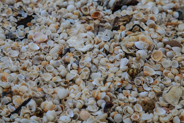 sea shells and stones at seaside