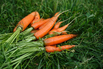 Carrots harvest