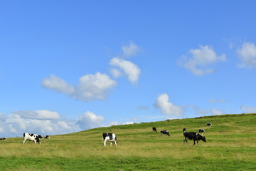 cows grazing