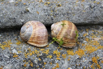two snails on the stone stairs