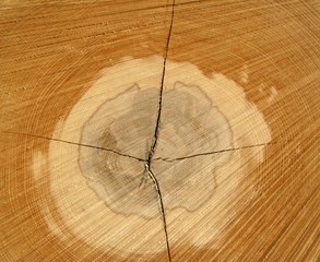 The slice of wood timber,detail,macro
