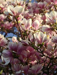magnolia tree blossom
