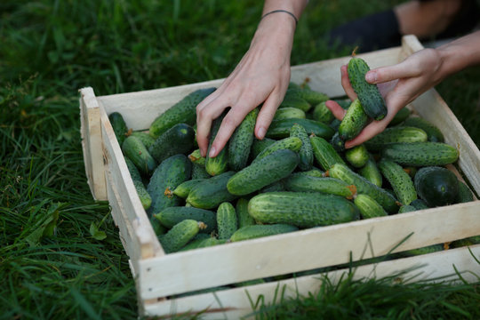 Cucumbers harvest