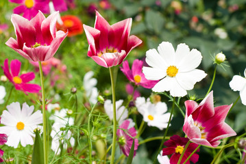 Image of different flowers