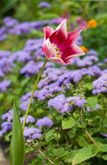 Fototapeta premium Image of flower