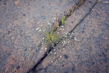 Wild flowers growing in the crack of volcanic rock.