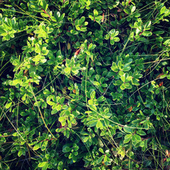 Green lowbushes of cowberry. Aged photo.