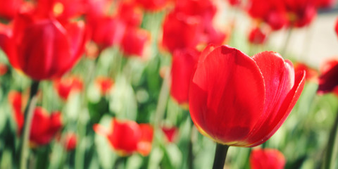 Red tulips on the flowerbed. Aged photo. Macro.