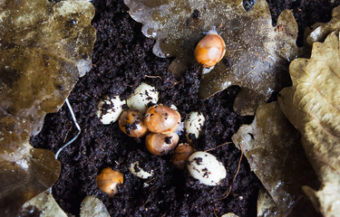 Little new-born snails hatch from the eggs