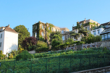 Old vineyard in the artists' quarter of Montmartre, Paris, France