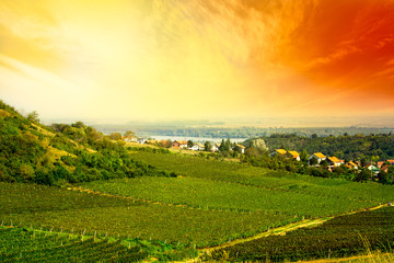 view to vineyard