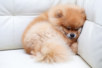 pomeranian dog cute pets sleeping on white leather sofa