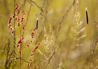 Beautiful grass in sunrise