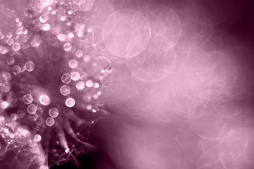 Holiday card background