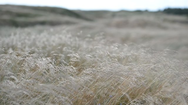 D&uuml;ne im Wind 