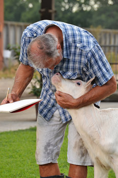 Granjero Veterinario Cuidando Alimentando Una Ternera, Vaca Bebe.