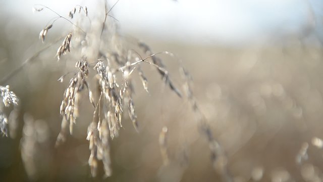 Gr&auml;ser im Wind 