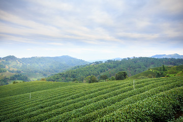 Fototapeta na wymiar Tea plantation landscape with blue sky background at 101 Tea,Nor