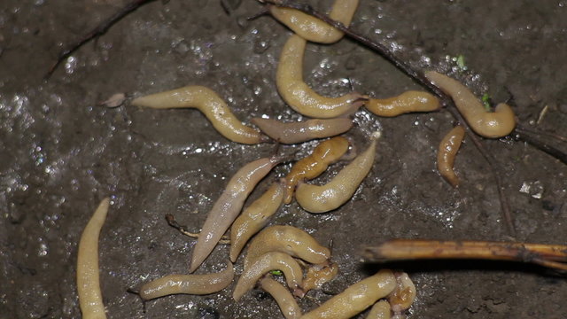 Slugs Crawl on The Ground. Night Scene