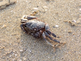 Crab on sandy beach