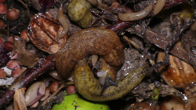 Slugs Crawl on Waste. Night Scene