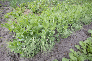 bush of young peas