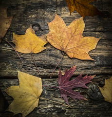 autumn leaves on a wooden texture, top view